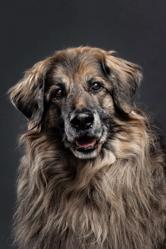 Tierfotografie