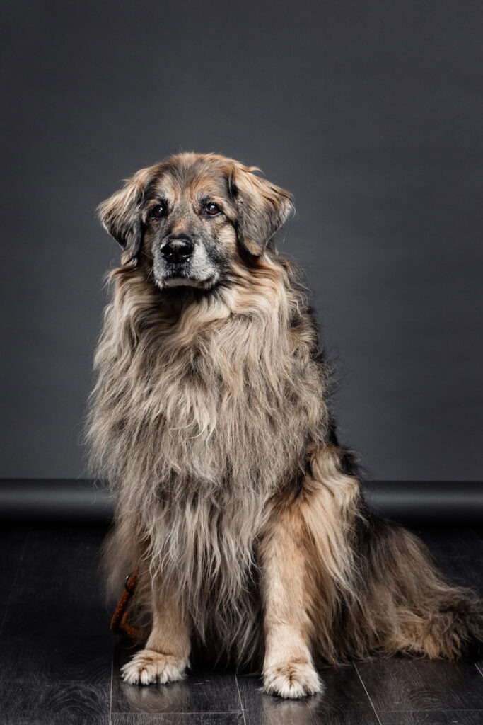 Hunde-Katzen-Fotograf - Fotostudio GRAF