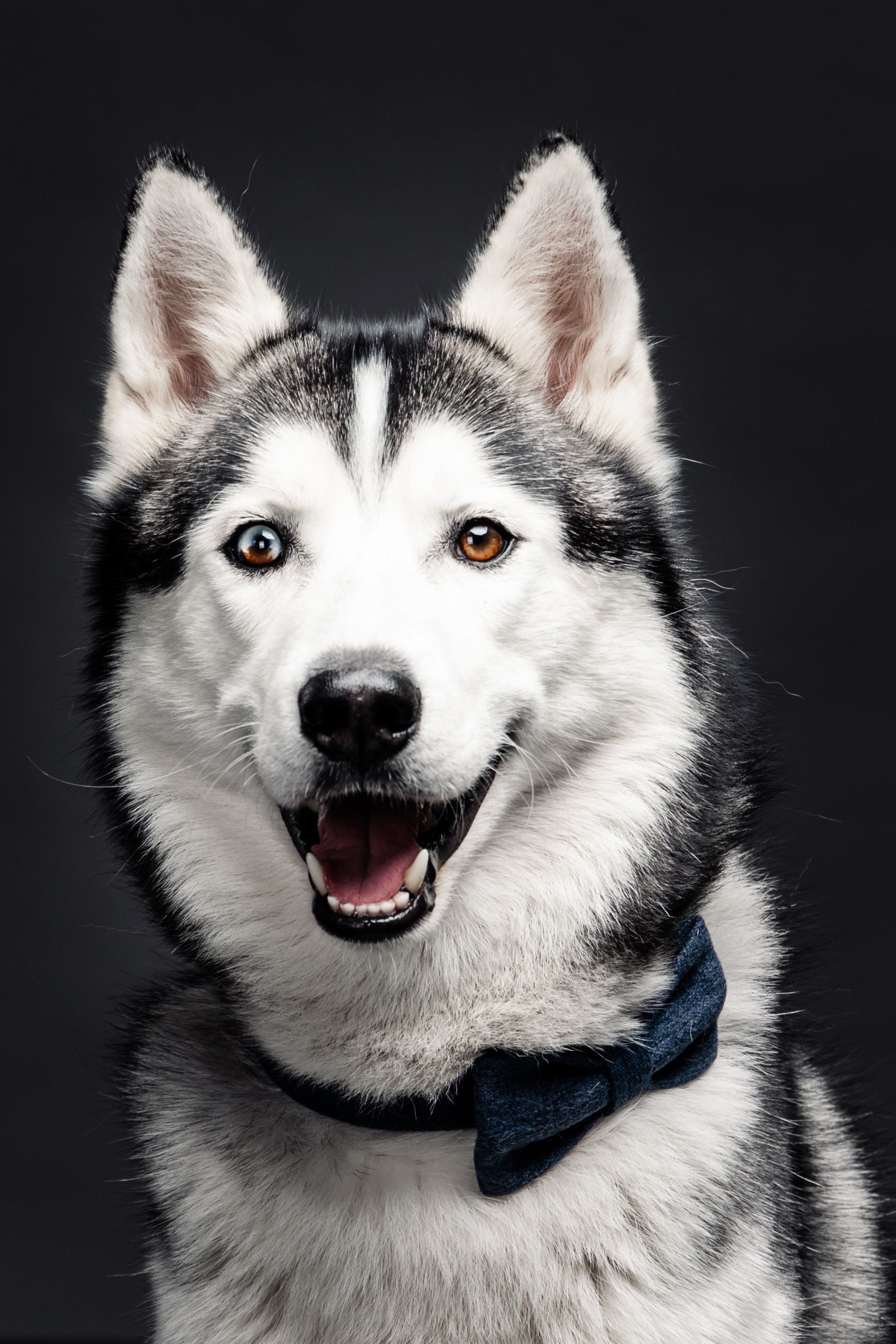 Hundefotografie - Fotostudio GRAF
