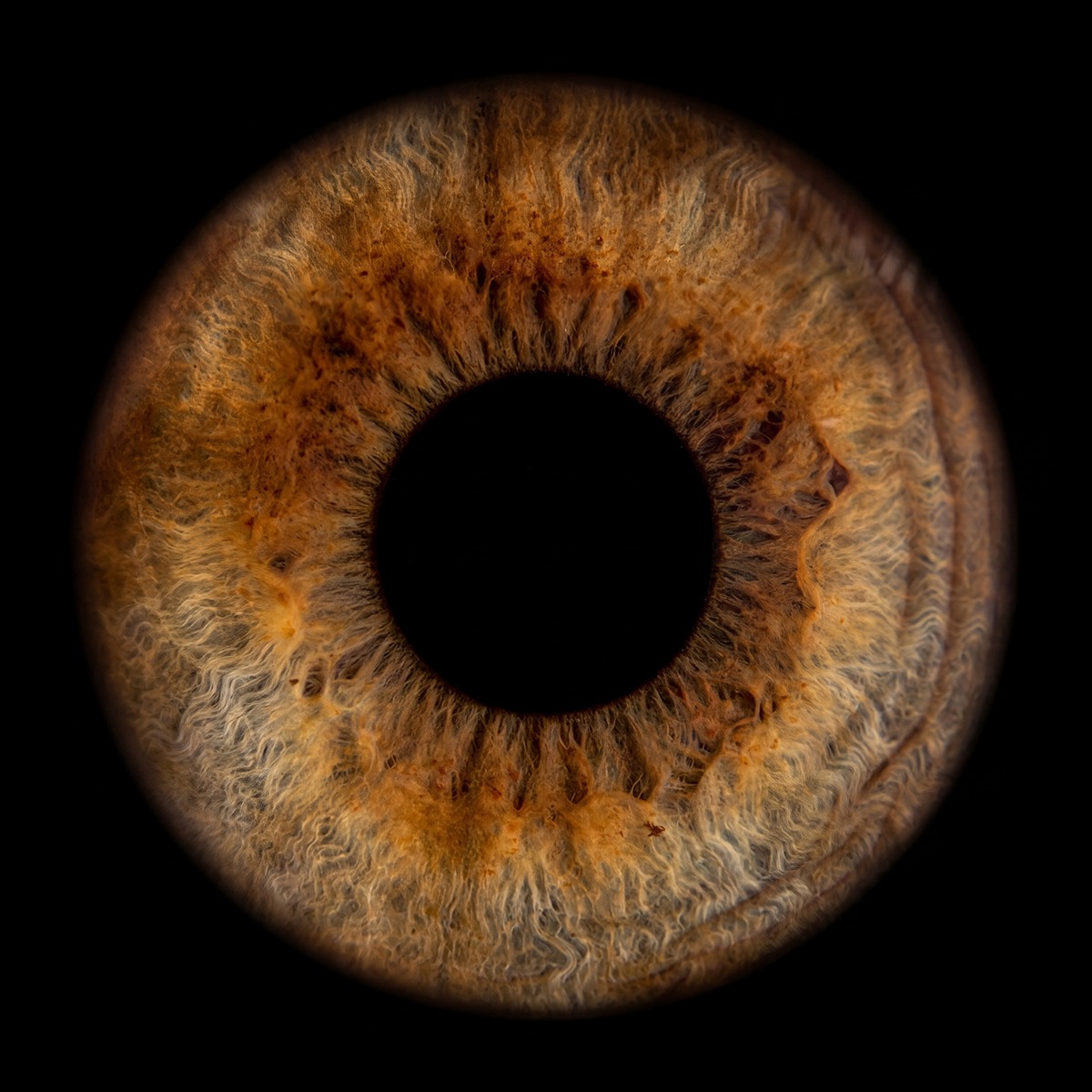 Iris-Fotografie - Fotostudio GRAF Bexbach Saarland